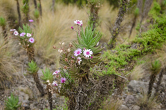 Senecio roseiflorus image