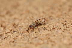 Pseudotephritina