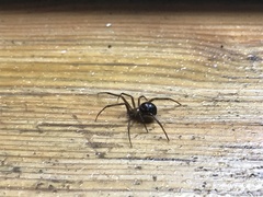 Steatoda grossa
