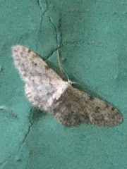 Idaea camparia