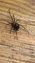 Steatoda grossa