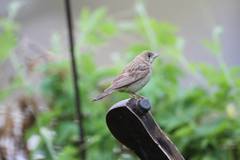 Emberizidae