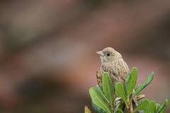 Emberizidae