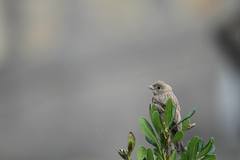 Emberizidae