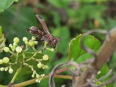 Ropalidia hongkongensis