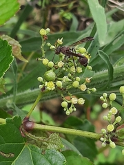 Ropalidia hongkongensis