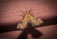 Musotima ochropteralis