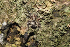 Phaeacius malayensis