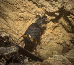 Chlaenius flaviguttatus