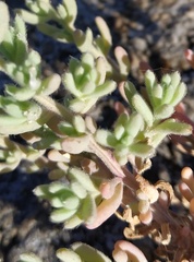 Hairy Bassia (Spirobassia hirsuta)