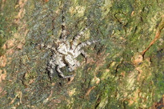 Phaeacius malayensis