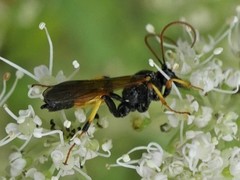 Cosmoconus nigriventris