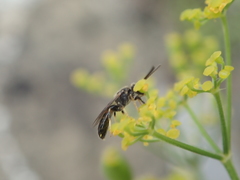 Sphecodogastra