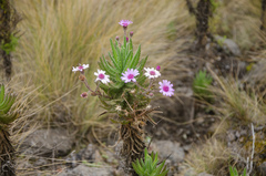 Senecio roseiflorus image