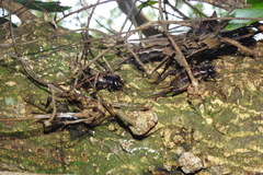 Duolandrevus coulonianus