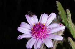 Senecio roseiflorus image