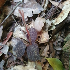 Anoectochilus yatesiae
