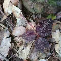 Anoectochilus yatesiae