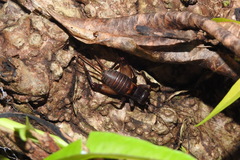 Duolandrevus coulonianus
