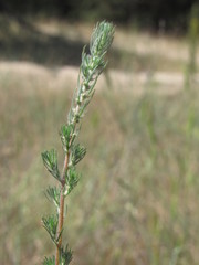 Bassia laniflora