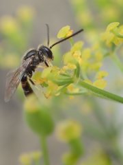 Sphecodogastra