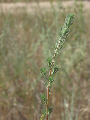 Bassia laniflora