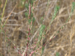 Bassia laniflora
