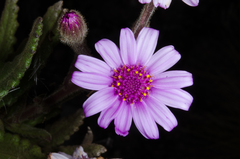 Senecio roseiflorus image