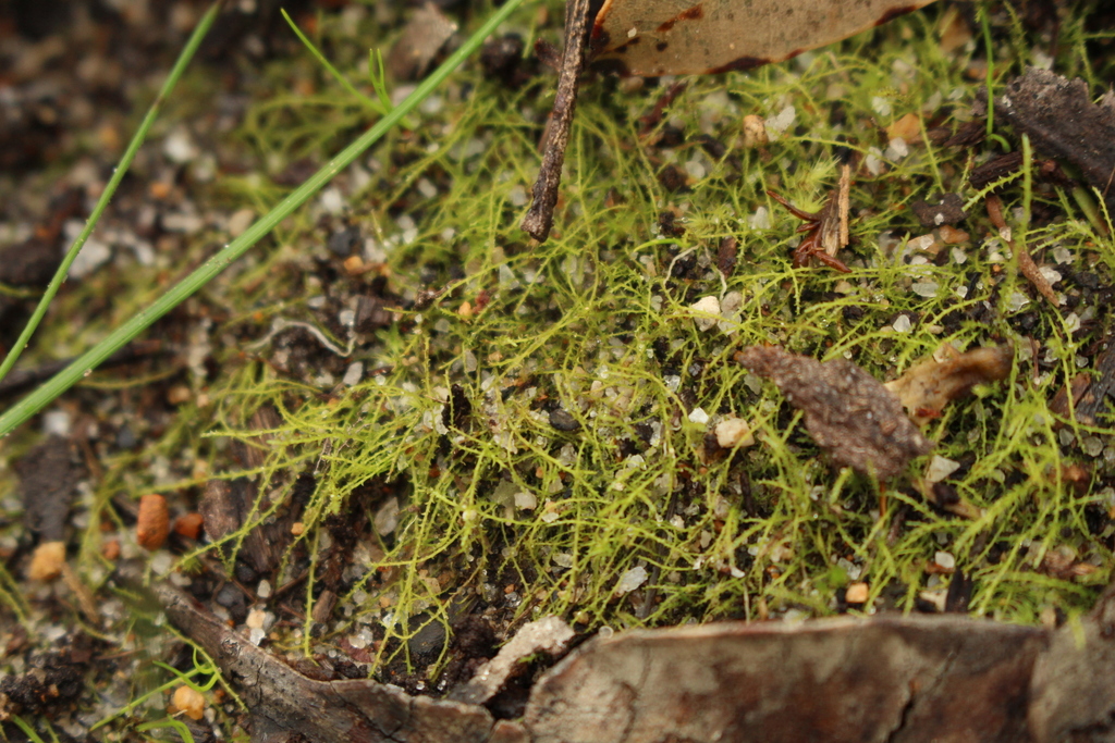 Bartramidula