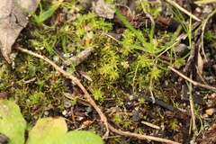 Pseudocrossidium crinitum