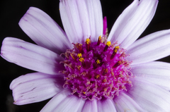 Senecio roseiflorus image