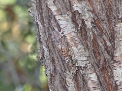 Cicada mordoganensis