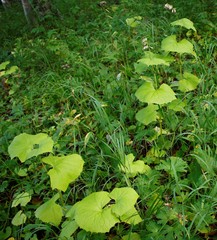 Parasenecio kamtschaticus