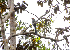 Phaenicophaeus sumatranus