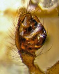 Robertus fuscus