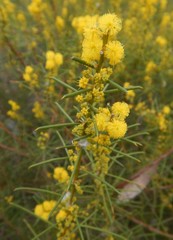 Acacia enterocarpa