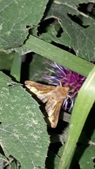 Diachrysia chrysitis