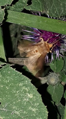 Diachrysia chrysitis