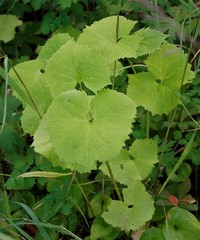 Parasenecio kamtschaticus