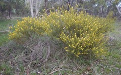 Acacia enterocarpa