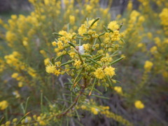 Acacia enterocarpa