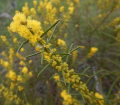 Acacia enterocarpa