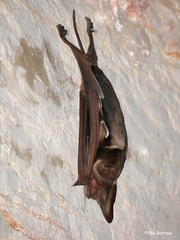 Otomops harrisoni