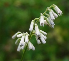 Parasenecio kamtschaticus