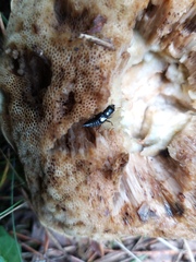 Oxyporus mannerheimii