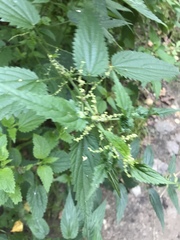 Urtica dioica