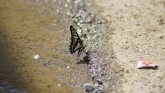 Graphium doson postianus