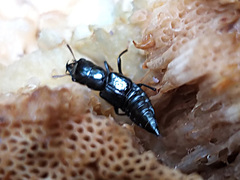 Oxyporus mannerheimii