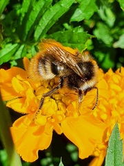 Bombus rupestris