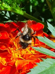 Bombus rupestris